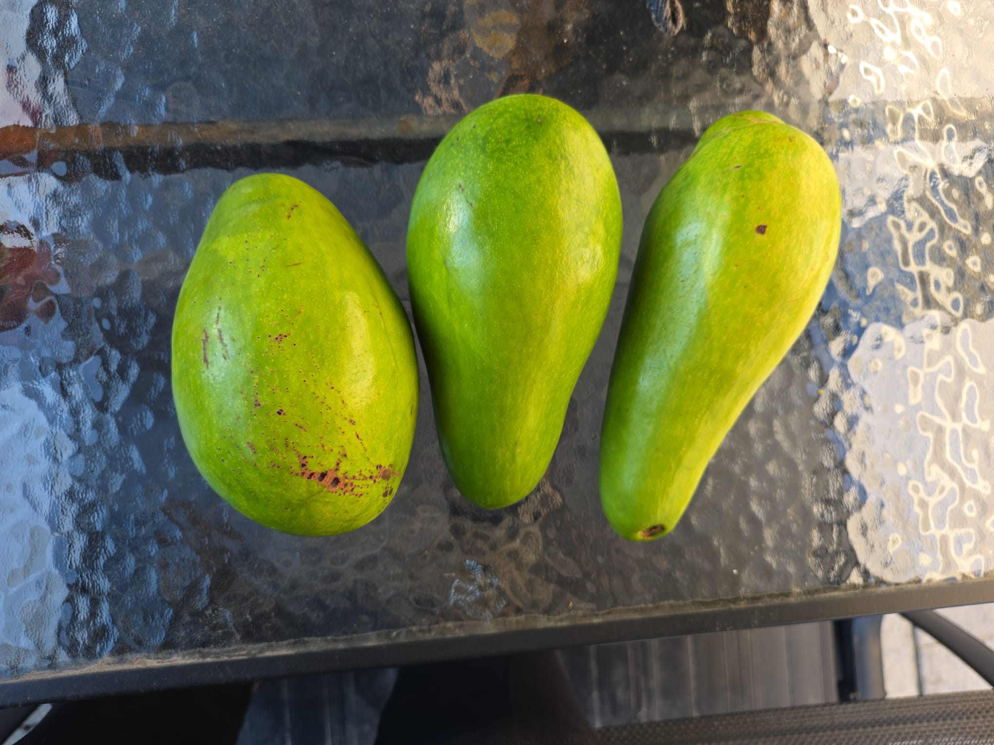 Whole green avocado samples from the Dominican Republic supplier catalogue