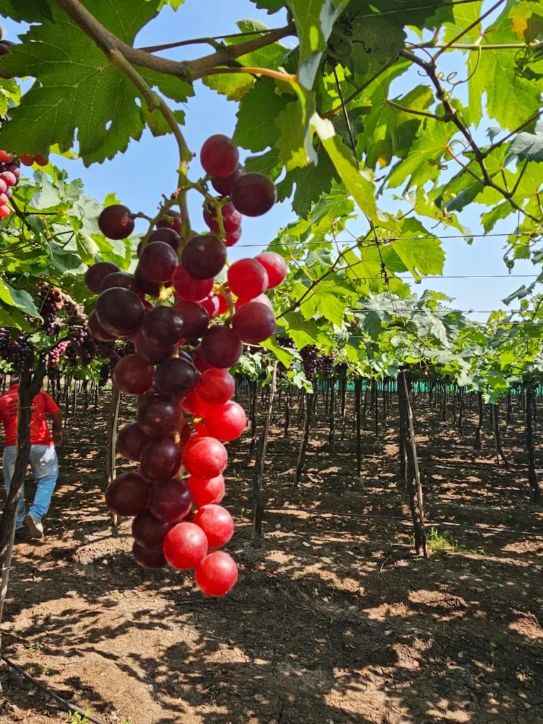 Red grapes growing in a vineyard