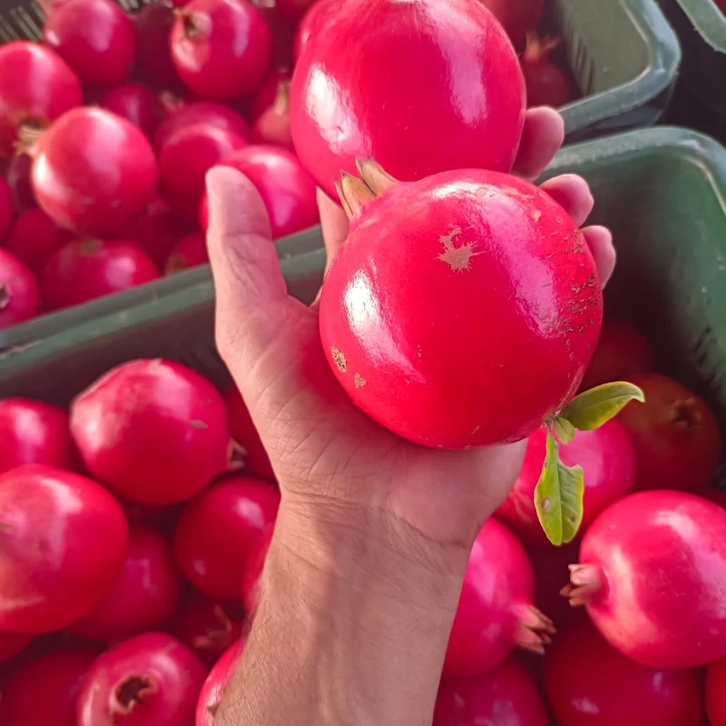 Fresh pomegranates inspected by hand
