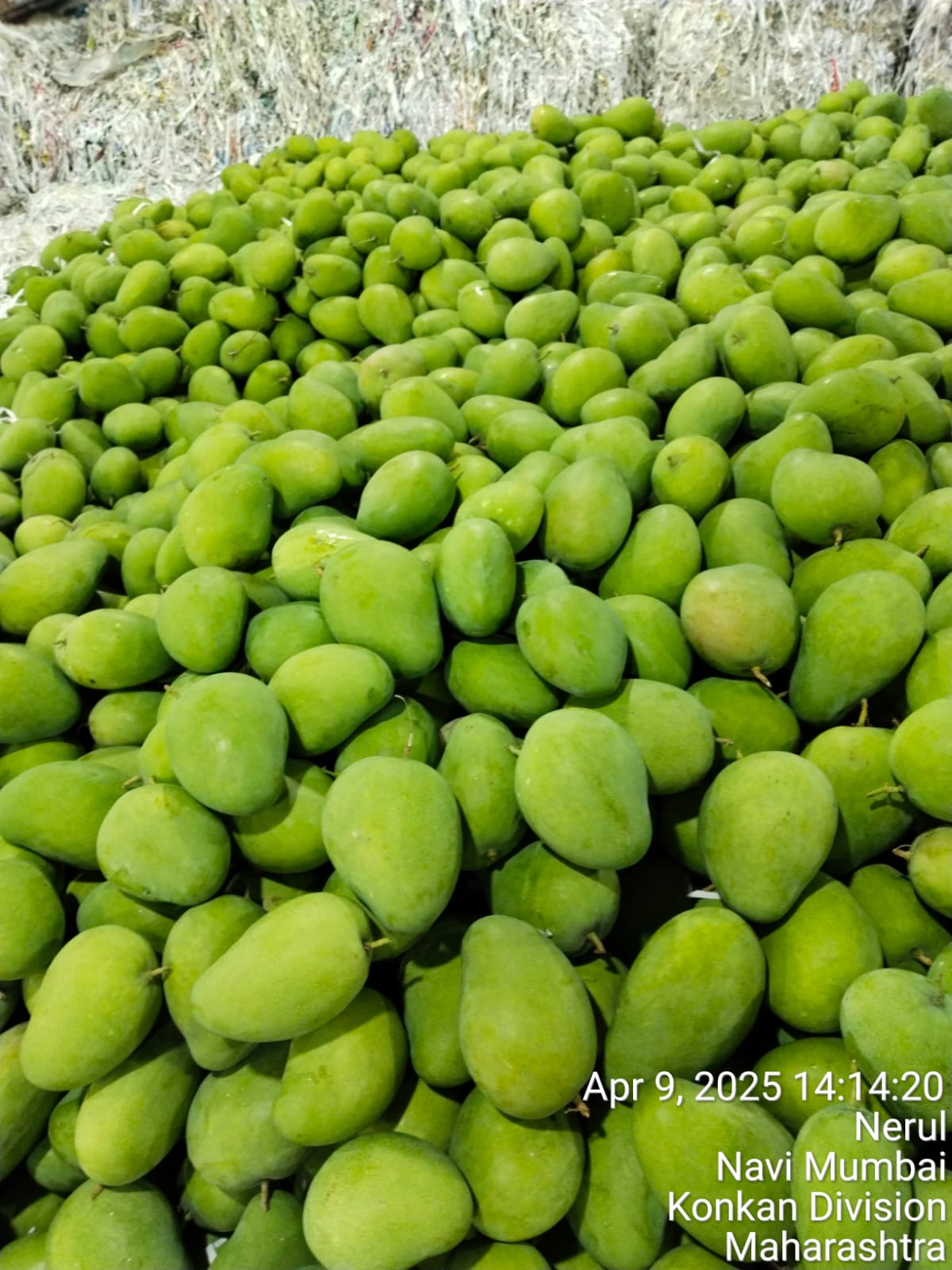 A supplier lot of fresh green mangoes